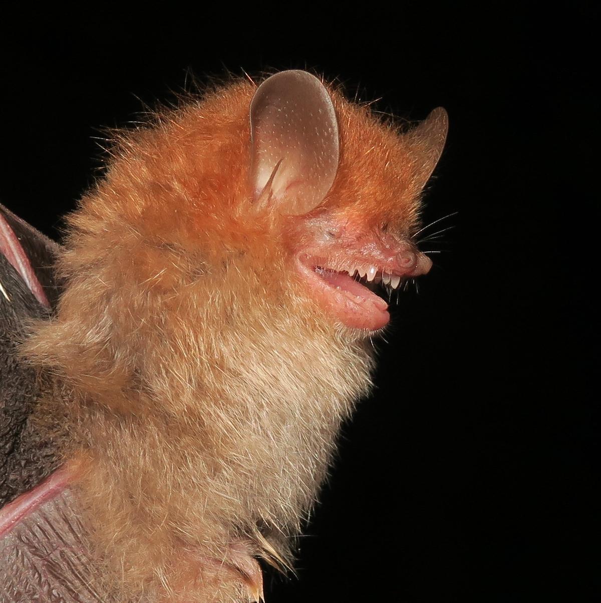 Bats evicted from prehistoric Manipur cave for tourism Study The Hindu